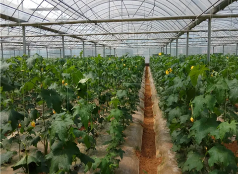 平乡果蔬种植示范區(qū)设计